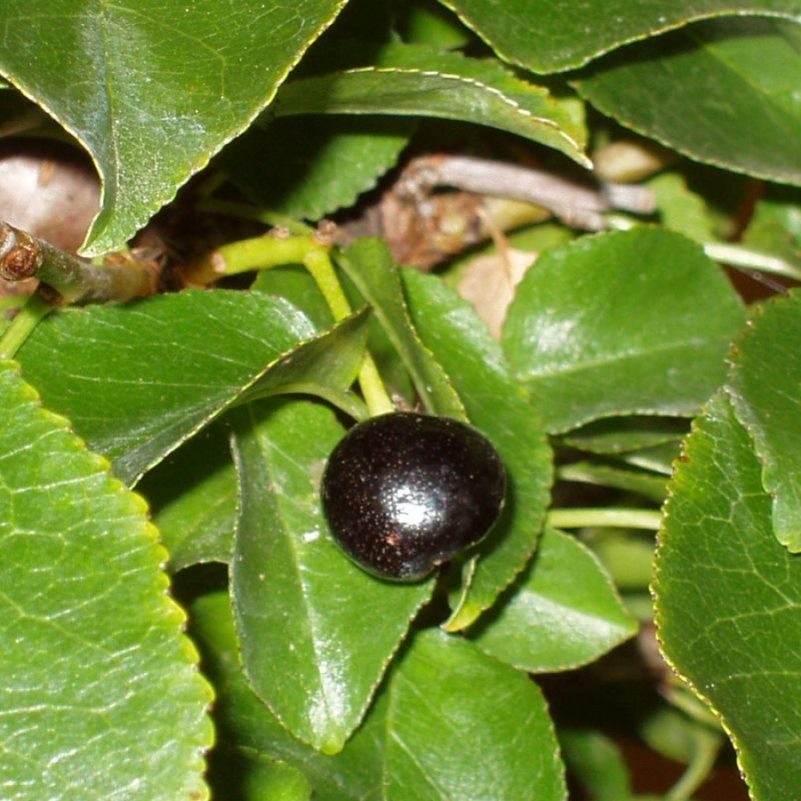 Prunus mahaleb, Steinweichsel, Frucht